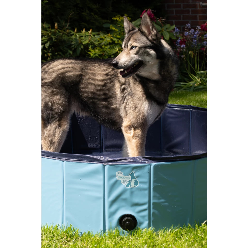 CoolPets Pool