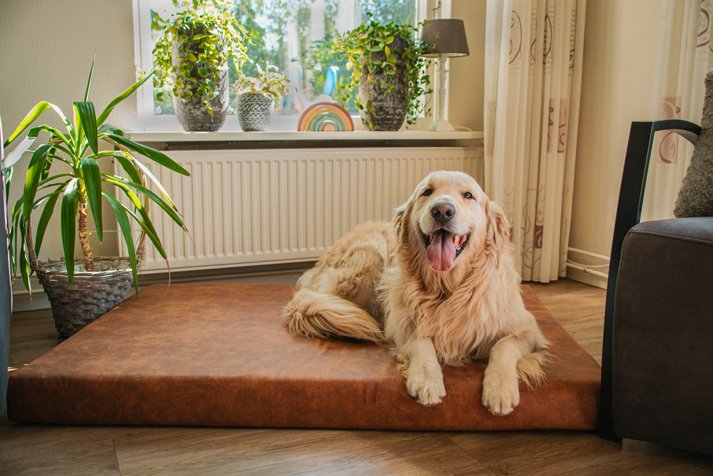 Let’s Sleep Mellow Mattress Orthopädisches Hundematratze