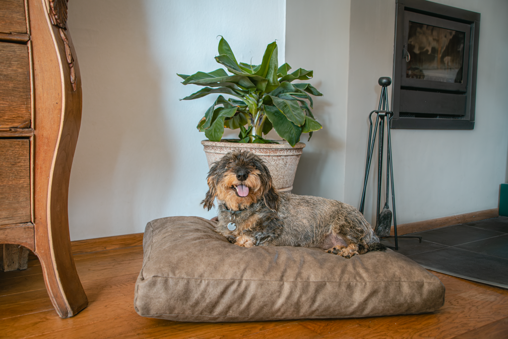 Let’s Sleep Plush Pillow Hundebett