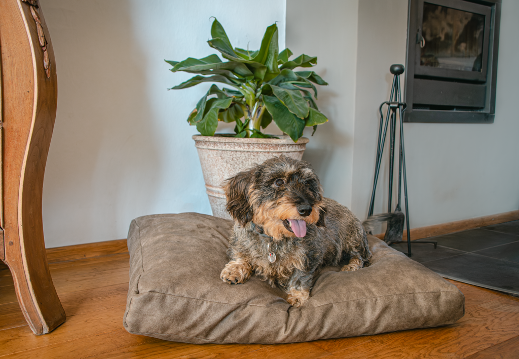 Let’s Sleep Plush Pillow Hundebett
