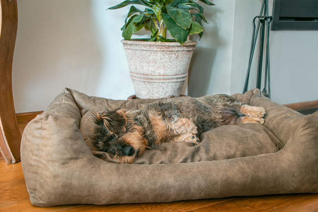 Let’s Sleep Sweet Dreams Hundekorb mit Kissen